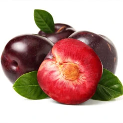 Satsuma Plum Tree 10 Satsuma Plum Tree -Plant Sale Shop Satsuma Plum 2