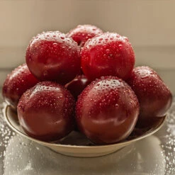 Satsuma Plum Tree 11 Satsuma Plum Tree -Plant Sale Shop Satsuma Plum 3