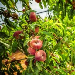 Saturn Peach Tree -Plant Sale Shop Saturn Peach Tree 5