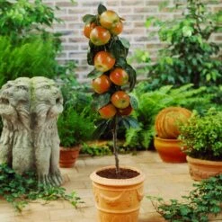 Scarlet Sentinel Columnar Apple Tree 6 Scarlet Sentinel Columnar Apple Tree -Plant Sale Shop Scarlet Sentinal Columnar Apple