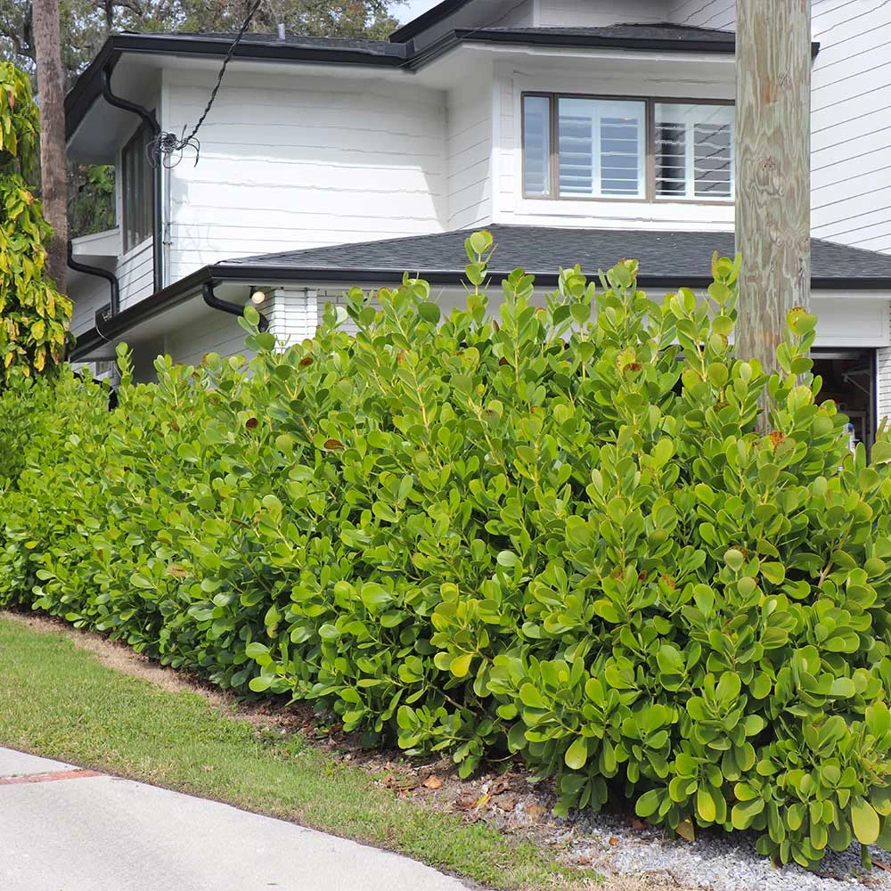 Sea Grape Bush 4 Sea Grape Bush - Image 2