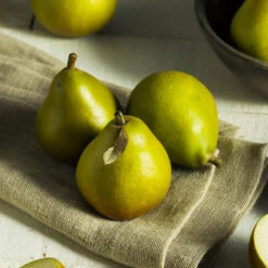 Seckel Pear Tree 10 Seckel Pear Tree -Plant Sale Shop Seckel Pear 5