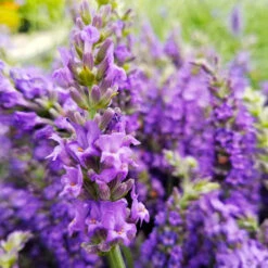 Sensational™ Lavender Plant -Plant Sale Shop Sensational Lavender 10