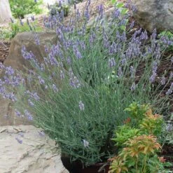 Sensational™ Lavender Plant -Plant Sale Shop Sensational Lavender 11
