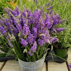 Front Page -Plant Sale Shop Sensational Lavender 12