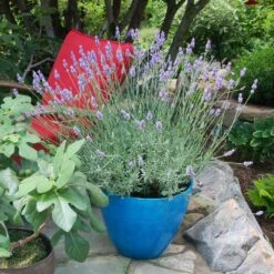 Sensational™ Lavender Plant -Plant Sale Shop Sensational Lavender 5