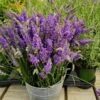 Sensationalâ„¢ Lavender Plant 1 Sensationalâ„¢ Lavender Plant -Plant Sale Shop Sensational Lavender 600x600 5b5ad5ce 84f6 418c 844c 43c327506630