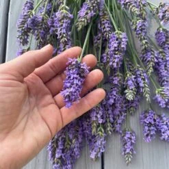Sensational™ Lavender Plant -Plant Sale Shop Sensational Lavender 8 FGT