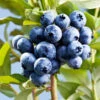 Sharpblue Blueberry Bush -Plant Sale Shop Sharpblue Blueberry 600x600 3abc7315 809e 49fc ba9e ba9700ad2e0f