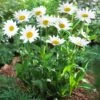 Becky Shasta Daisy -Plant Sale Shop Shasta Daisy Becky FGT 600x600 af50740b a8bf 4b03 8b4a 7a56d70a6be3