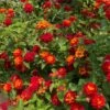 Shazam Lantana -Plant Sale Shop Shazam Lantana FGT 600x600 6cd6ab55 2321 4600 b96e a2dd7b830438