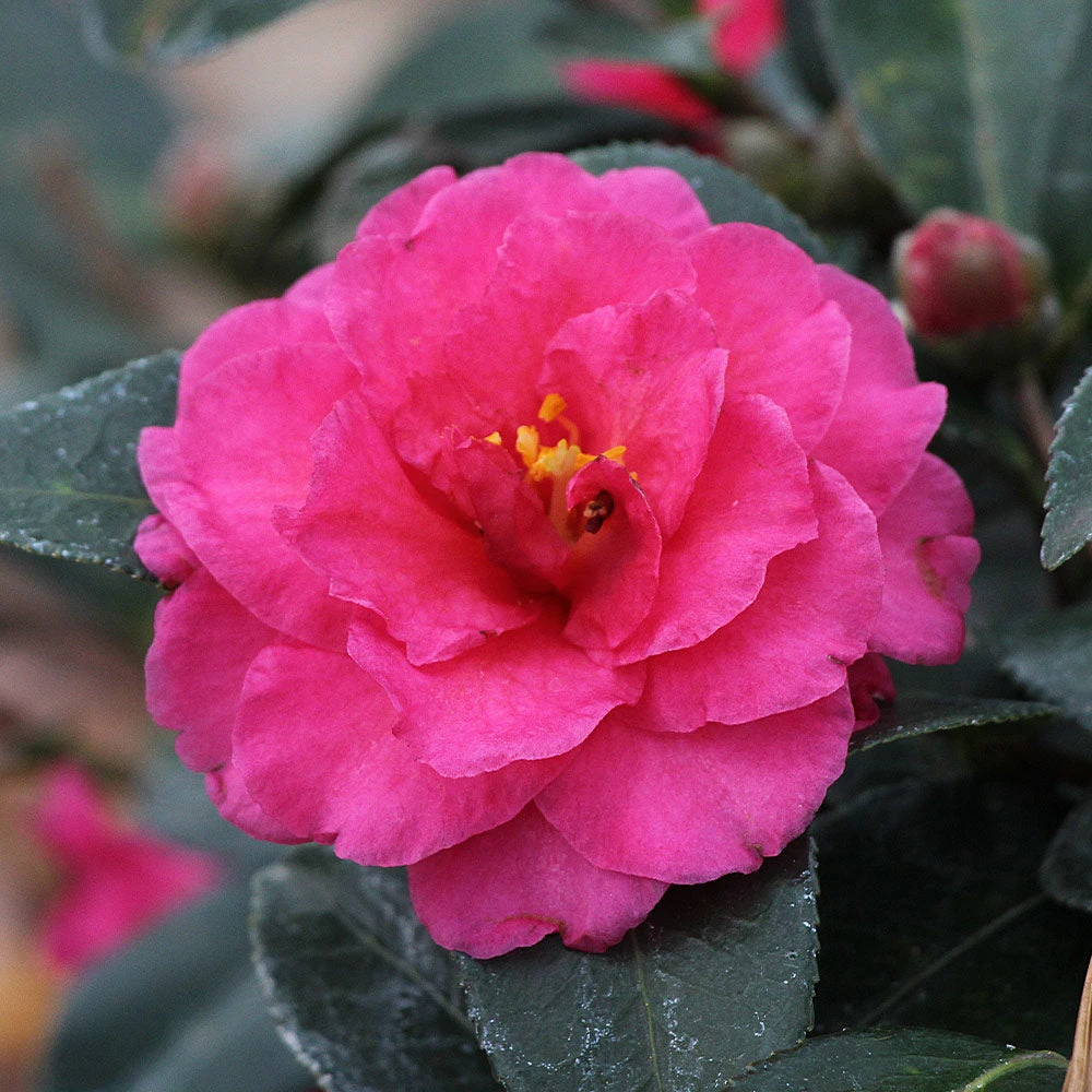 Camellia 'Shi-Shi Gashira' Shrub 6 Camellia 'Shi-Shi Gashira' Shrub - Image 4