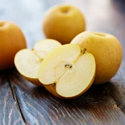 Shinseiki Asian Pear -Plant Sale Shop Shinseiki Asian Pear 5 FGT