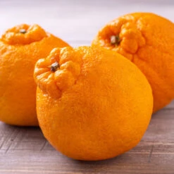 Shiranui Mandarin Tree -Plant Sale Shop Shiranui Mandarin 4 FGT