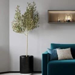 Sikitita Olive Tree -Plant Sale Shop Sikitata Olive 2