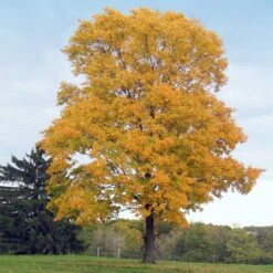 New Release -Plant Sale Shop Silver Maple Tree 1 FGT