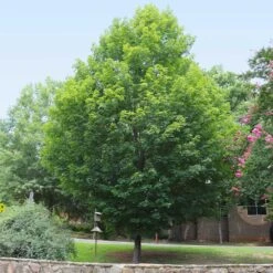 Silver Maple Tree 13 Silver Maple Tree -Plant Sale Shop Silver Maple Tree 6