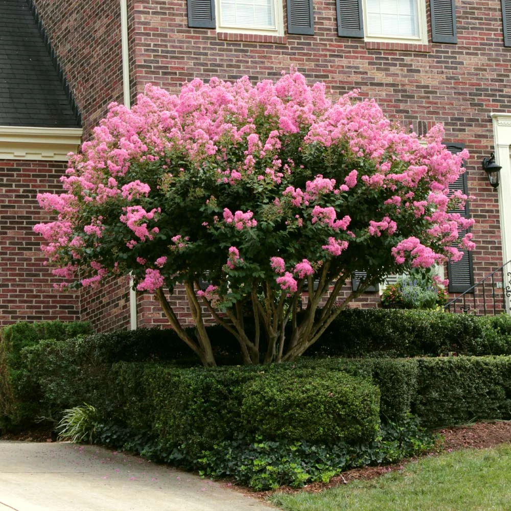 Sioux Crape Myrtle 6 Sioux Crape Myrtle - Image 4