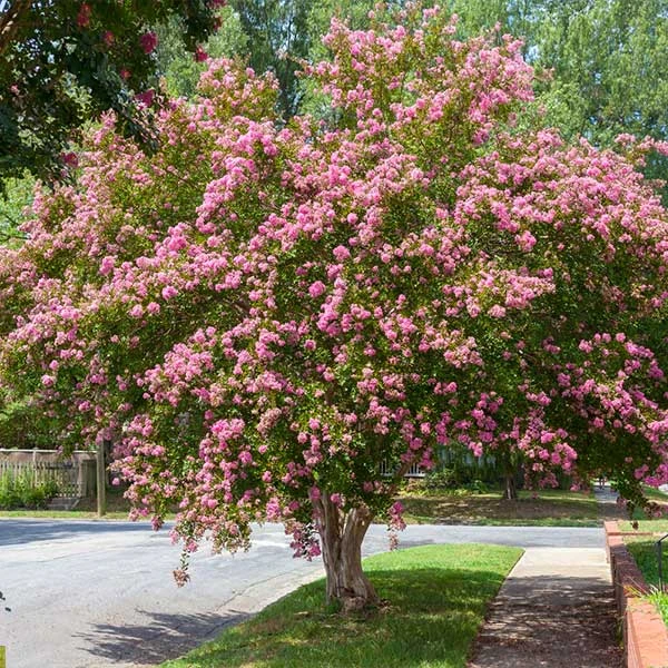 Sioux Crape Myrtle 3 Sioux Crape Myrtle