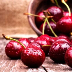 Skeena Cherry Tree -Plant Sale Shop Skeena Cherry 4 FGT