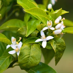 Smith Red Orange 11 Smith Red Orange -Plant Sale Shop Smith Red Orange 7