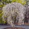 Snow Fountains® Weeping Cherry Tree 2 Snow Fountains® Weeping Cherry Tree -Plant Sale Shop Snow Fountains Weeping Cherry FGT 600x600 b932e64b fb28 4b2a b164 ea90e6be8b0b