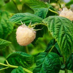 Snowbank White Blackberry Bush 9 Snowbank White Blackberry Bush -Plant Sale Shop Snowbank Blackberry 1