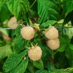 Snowbank White Blackberry Bush 8 Snowbank White Blackberry Bush -Plant Sale Shop Snowbank Blackberry 3