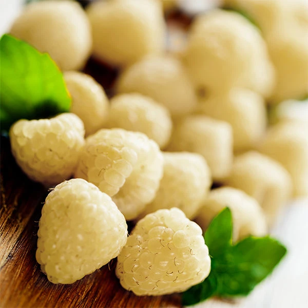 Snowbank White Blackberry Bush 3 Snowbank White Blackberry Bush