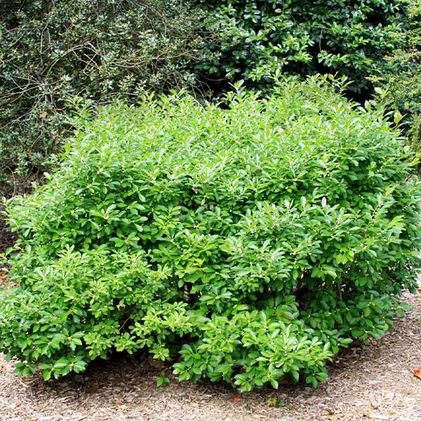 Southern Gentleman Winterberry 3 Southern Gentleman Winterberry