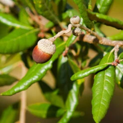 Live Oak Tree 10 Live Oak Tree -Plant Sale Shop Southern Live Oak FGT 1