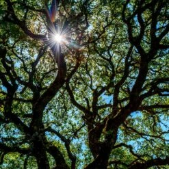 Live Oak Tree 11 Live Oak Tree -Plant Sale Shop Southern Live Oak FGT 4