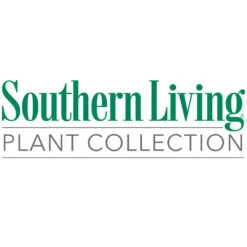 Purple Diamond® Semi-Dwarf Loropetalum 13 Purple Diamond® Semi-Dwarf Loropetalum -Plant Sale Shop Southn Living 1000x1000 1a95cb8f a4fe 4b5b a3c7 dbc98b7cd7e5