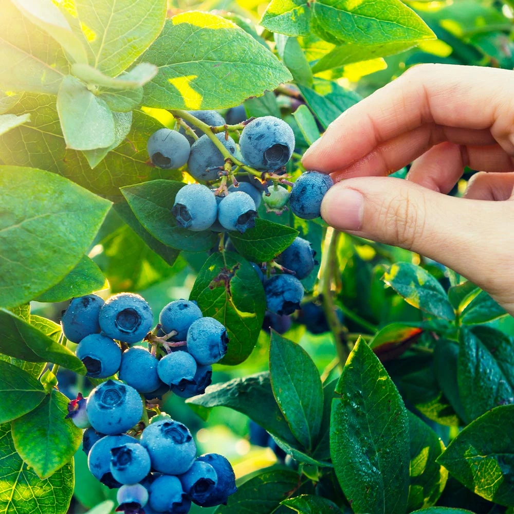 Spartan Blueberry Bush 4 Spartan Blueberry Bush - Image 2