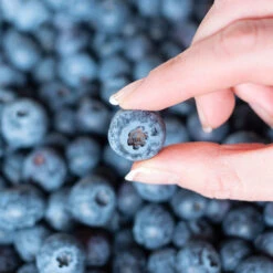 Spartan Blueberry Bush 11 Spartan Blueberry Bush -Plant Sale Shop Spartan Blueberry 5 FGT