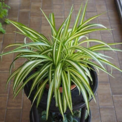 Spider Plant 10 Spider Plant -Plant Sale Shop Spider Plant 1