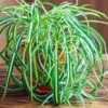 Spider Plant 1 Spider Plant -Plant Sale Shop Spider Plant FGT 600x600 f8f5d6ea f043 4cae a4d9 2847d9e16047