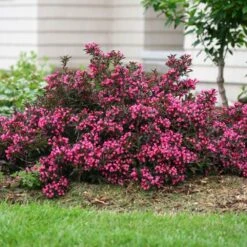 Spilled Wine® Weigela Shrub 9 Spilled Wine® Weigela Shrub -Plant Sale Shop Spilled Wine Weigela 1 FGT