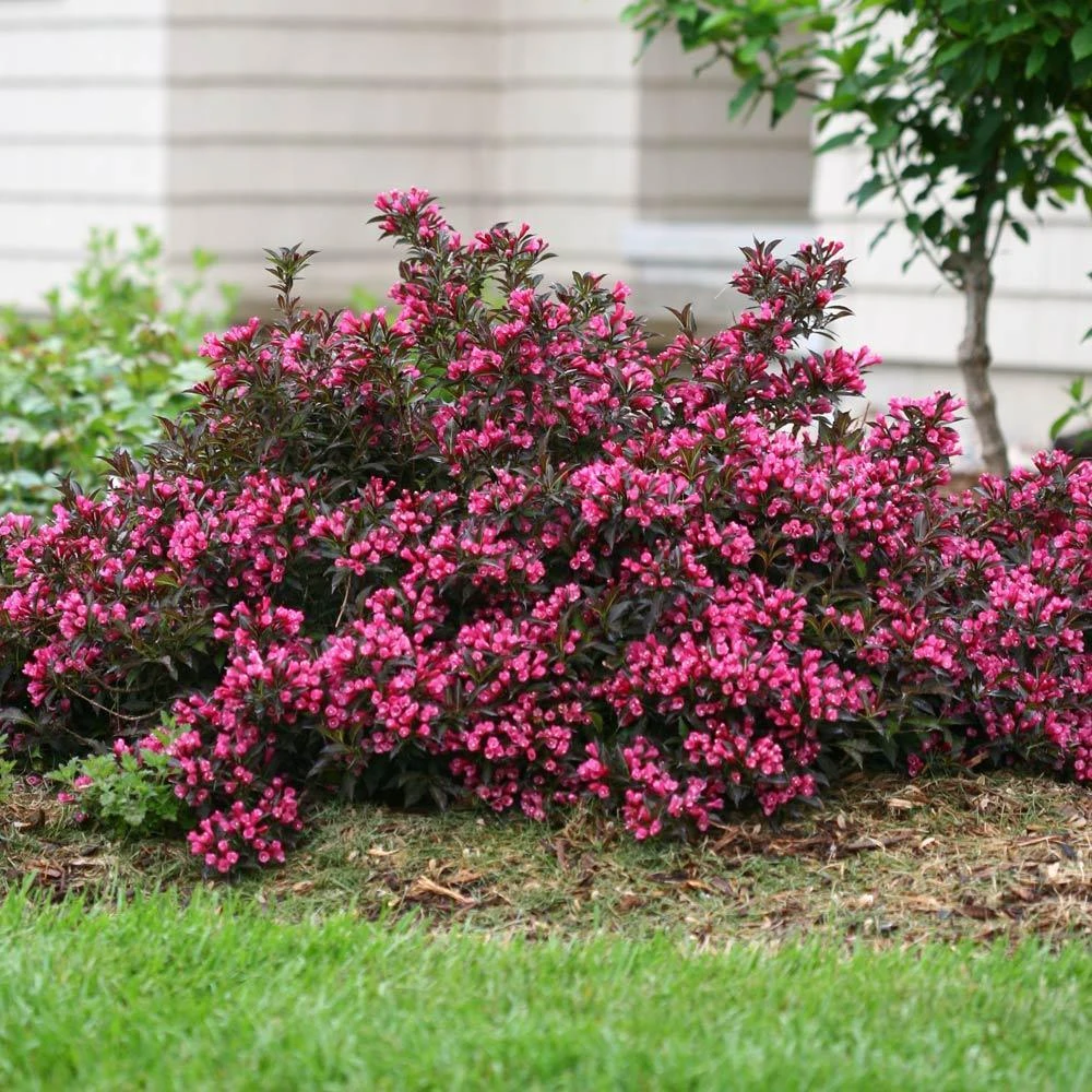 Spilled Wine® Weigela Shrub 5 Spilled Wine® Weigela Shrub - Image 3