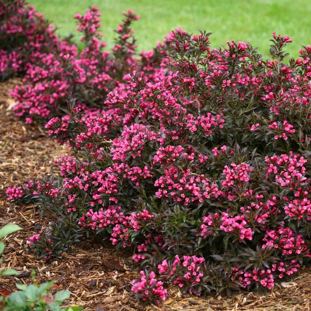 Spilled Wine® Weigela Shrub 4 Spilled Wine® Weigela Shrub - Image 2