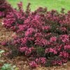 Spilled Wine® Weigela Shrub -Plant Sale Shop Spilled Wine Weigela FGT 600x600 6a7e16ef 4df8 48a5 bd38 030385ba4fb0