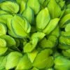 Stained Glass Hosta Plant 1 Stained Glass Hosta Plant -Plant Sale Shop Stained Glass Hosta 600x600 96733d7b c145 4aa0 b915 65d84155cf32