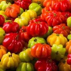 Star Cherry Tree (Pitanga) 12 Star Cherry Tree (Pitanga) -Plant Sale Shop Star Cherry 7 FGT