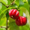Star Cherry Tree (Pitanga) -Plant Sale Shop Star Cherry FGT 600x600 f143a9b6 ebfe 4840 bad7 417d61a625e0