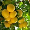 Star Ruby Grapefruit Tree 1 Star Ruby Grapefruit Tree -Plant Sale Shop Star Grapefruit 3600x600jpg