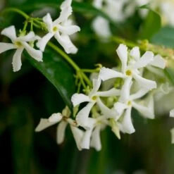 Star Jasmine -Plant Sale Shop Star Jasmine 3