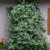 Star Jasmine 2 Star Jasmine -Plant Sale Shop Star Jasmine FGT 600x600 6d61e944 f31d 4bea bb0f 55ed8563874f