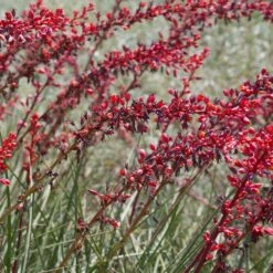 Dwarf Red Yucca Stoplights -Plant Sale Shop Stoplights Dwarf Hesperaloe 2
