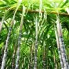 Sugar Cane -Plant Sale Shop Sugar Cane FGT 600x600 d746ee37 7897 40e2 b285 c96169617267