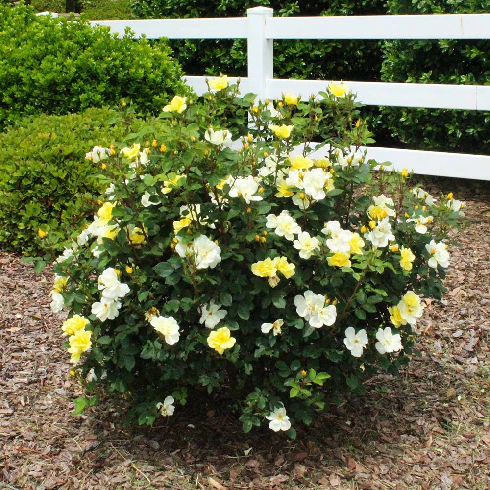 Sunny Knock Out® Rose 8 Sunny Knock Out® Rose - Image 6